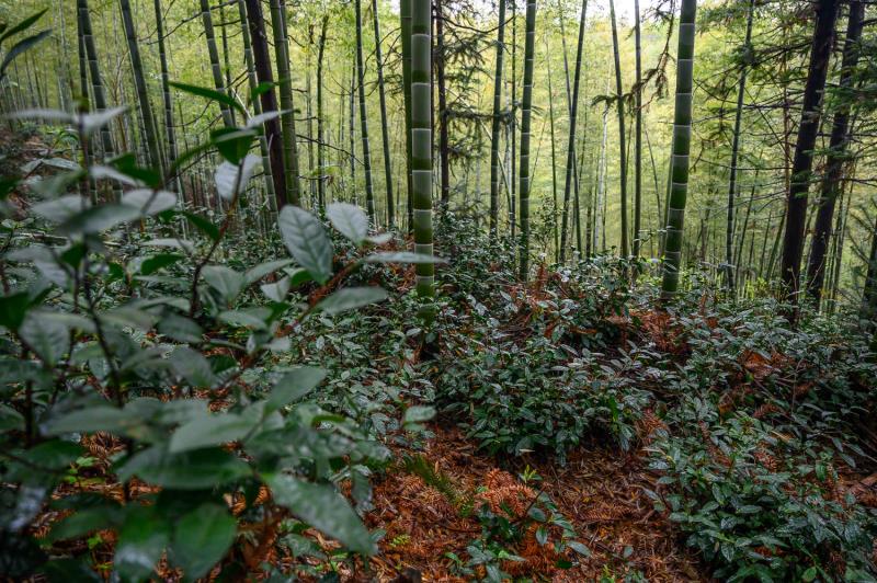 微信图片_20200406171759