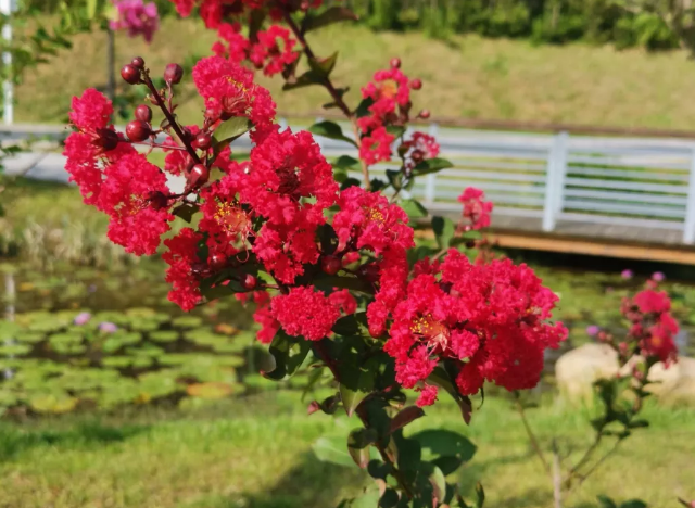 石榴花开封市花:菊花郑州,南阳,平顶山,焦作,濮阳,漯河,三门峡,商丘市