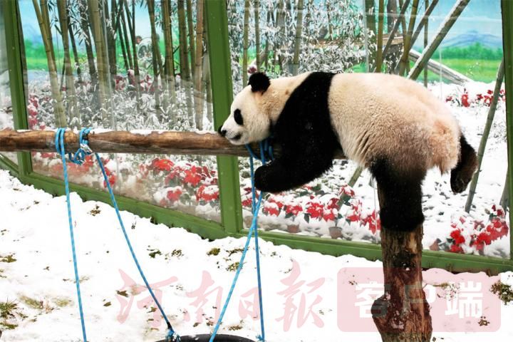 大熊猫雪地撒欢（竹海野生动物园提供）.JPG