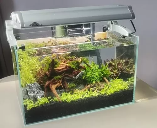 圖片