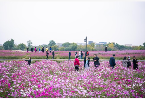 游客在浙江杭州余杭区径山镇游玩赏花。新华社资料