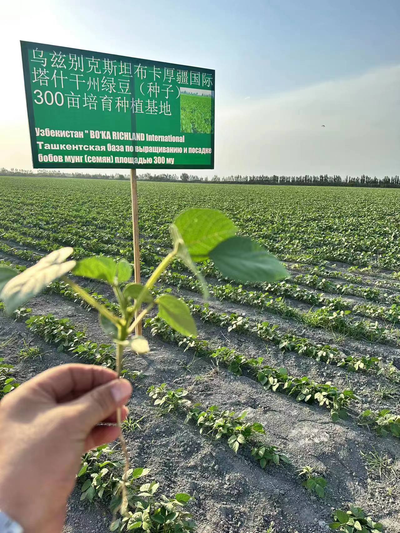 塔什干300亩绿豆种子培育基地.jpg