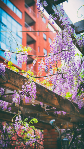 骐骥千里，行而不辍只待——短杖微吟过桥去东风满路紫藤花